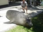 Visita do le�o-marinho na MBV em 02/03/13