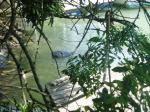 Visita do le�o-marinho na MBV em 02/03/13